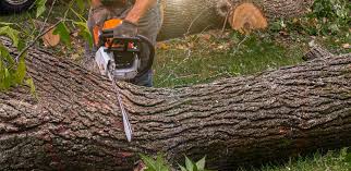 Best Arborist Consultation Services  in Middleburg, PA