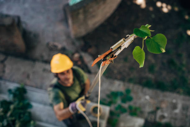 Best Fruit Tree Pruning  in Middleburg, PA