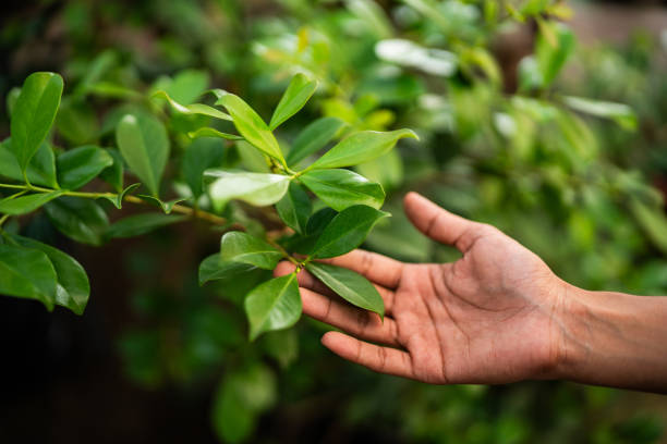 Best Tree Trimming and Pruning  in Middleburg, PA