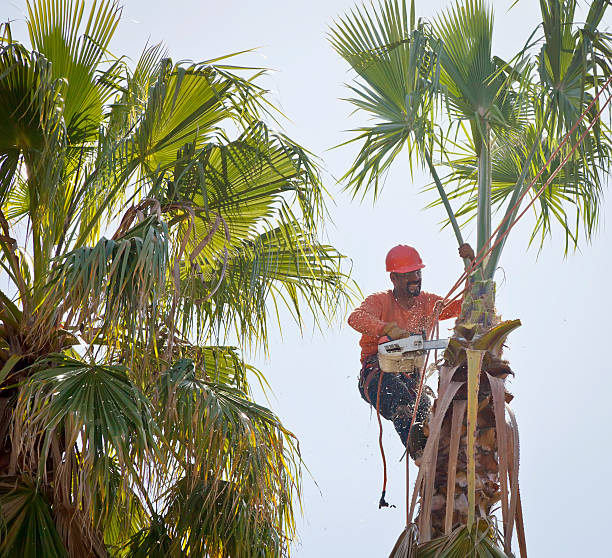 Middleburg, PA Tree Removal Company