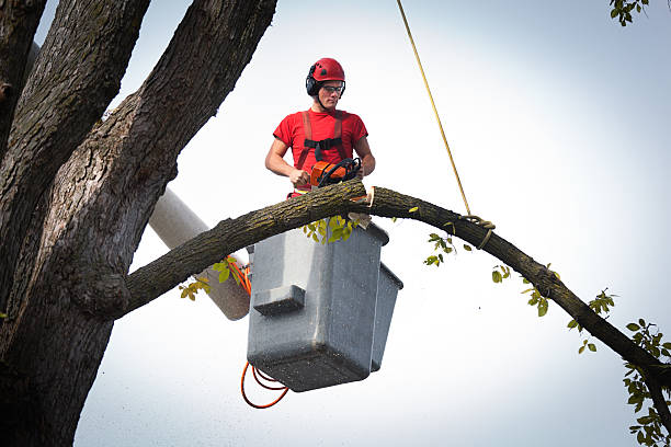 Best Leaf Removal  in Middleburg, PA